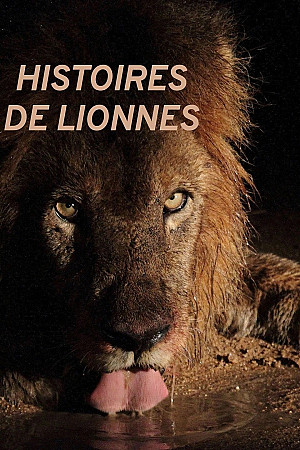 Histoires de lionnes