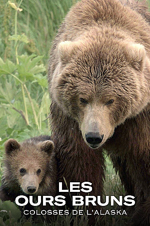 Les ours bruns, colosses de l’Alaska