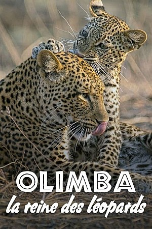 Olimba, la reine des léopards